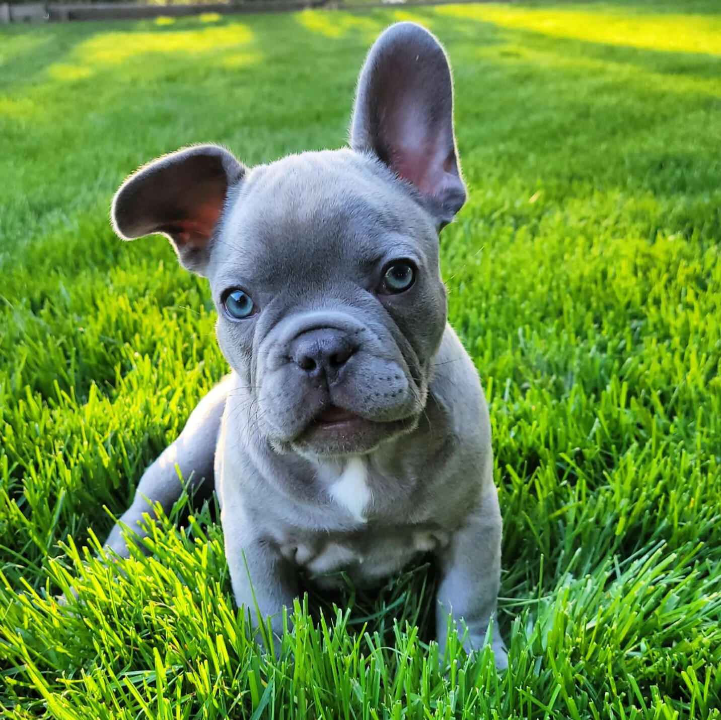 Blue eye french bulldog