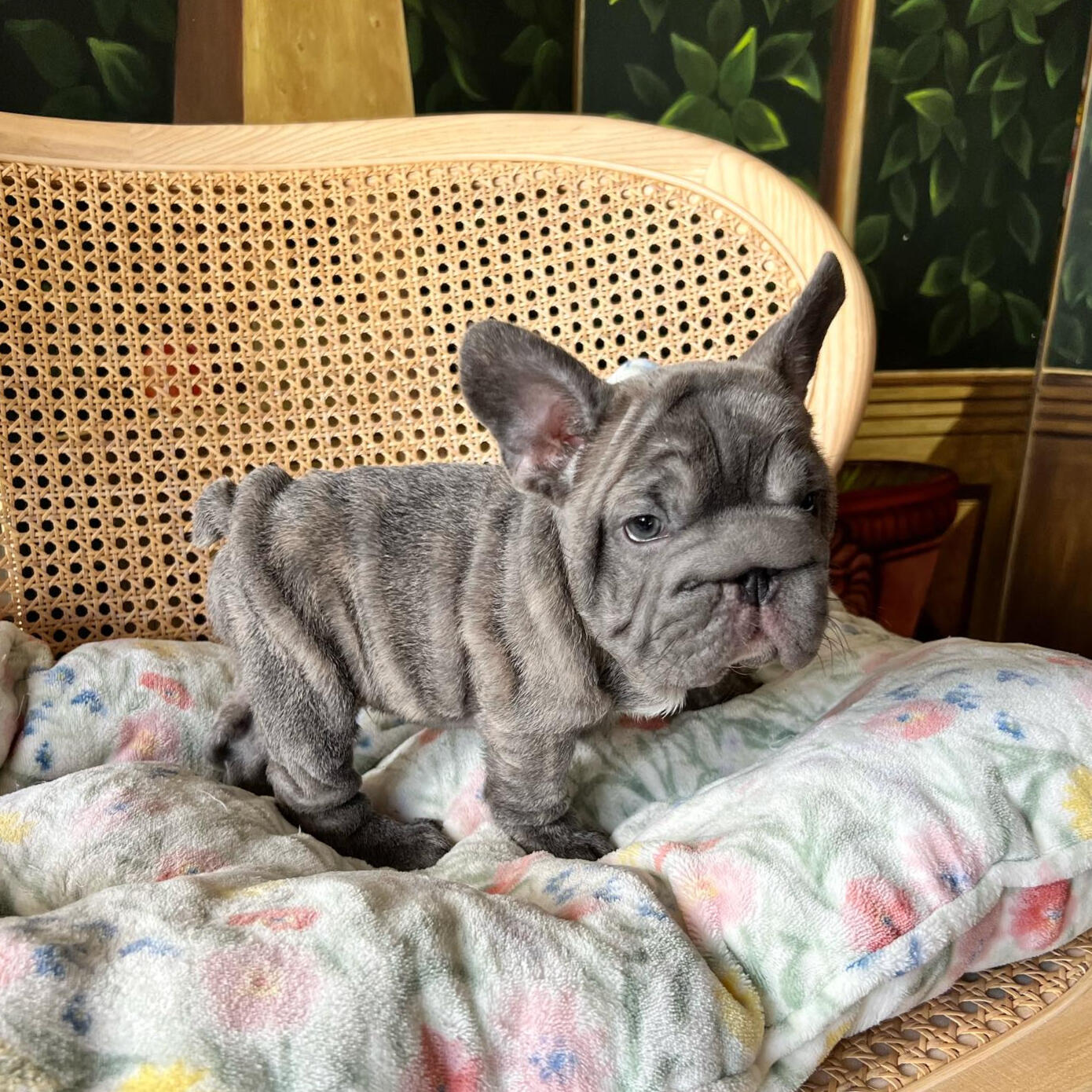 French bulldog puppies for sale