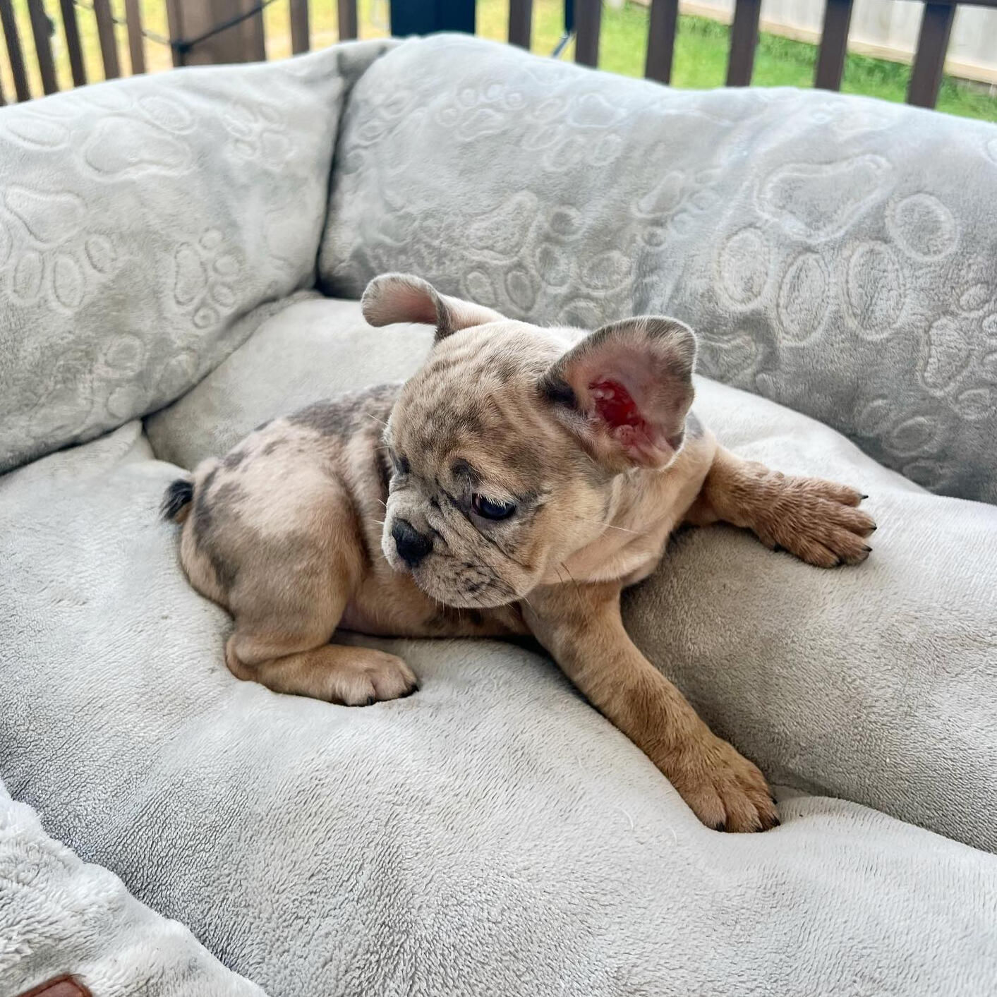 female shih tzu puppies