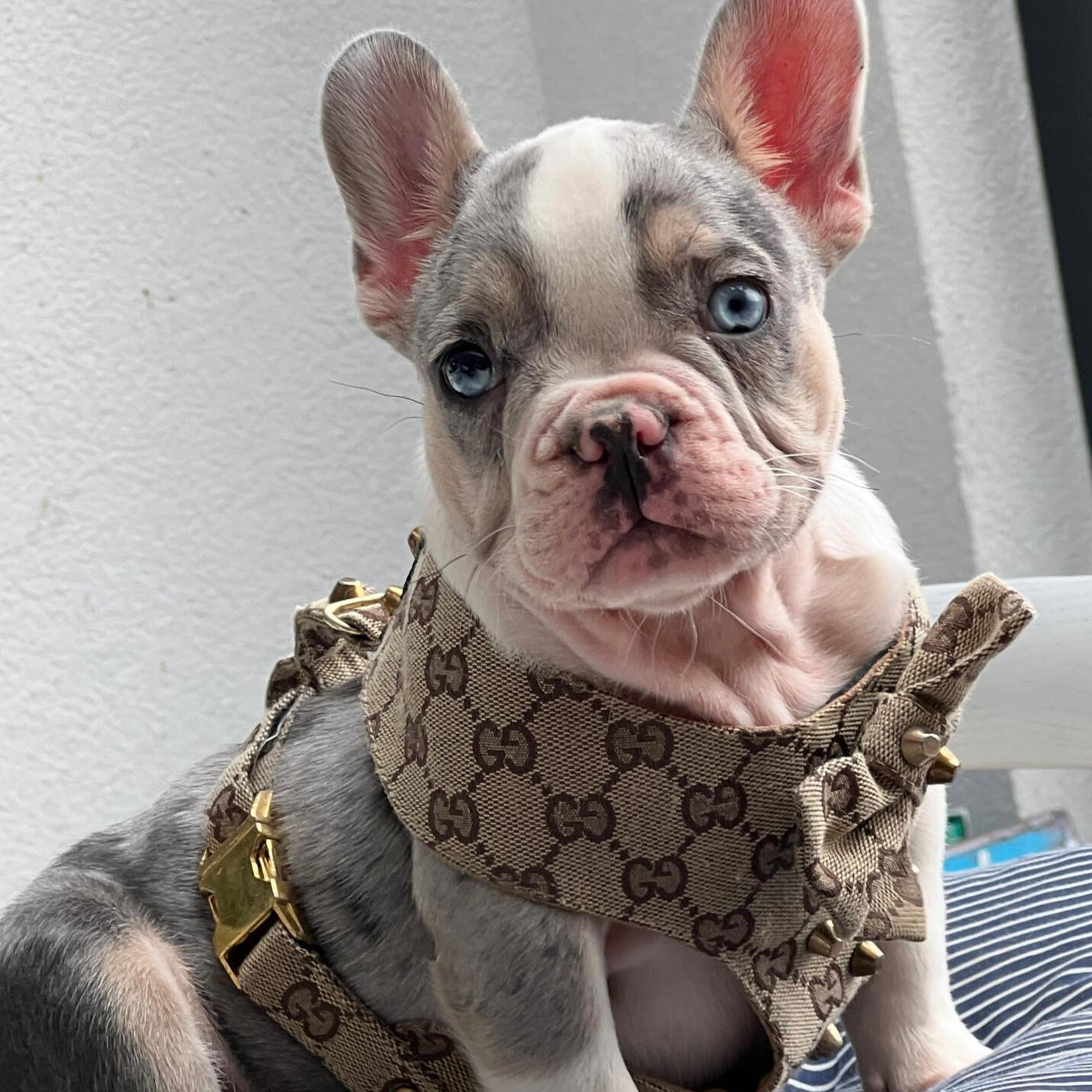 pied french bulldog puppies