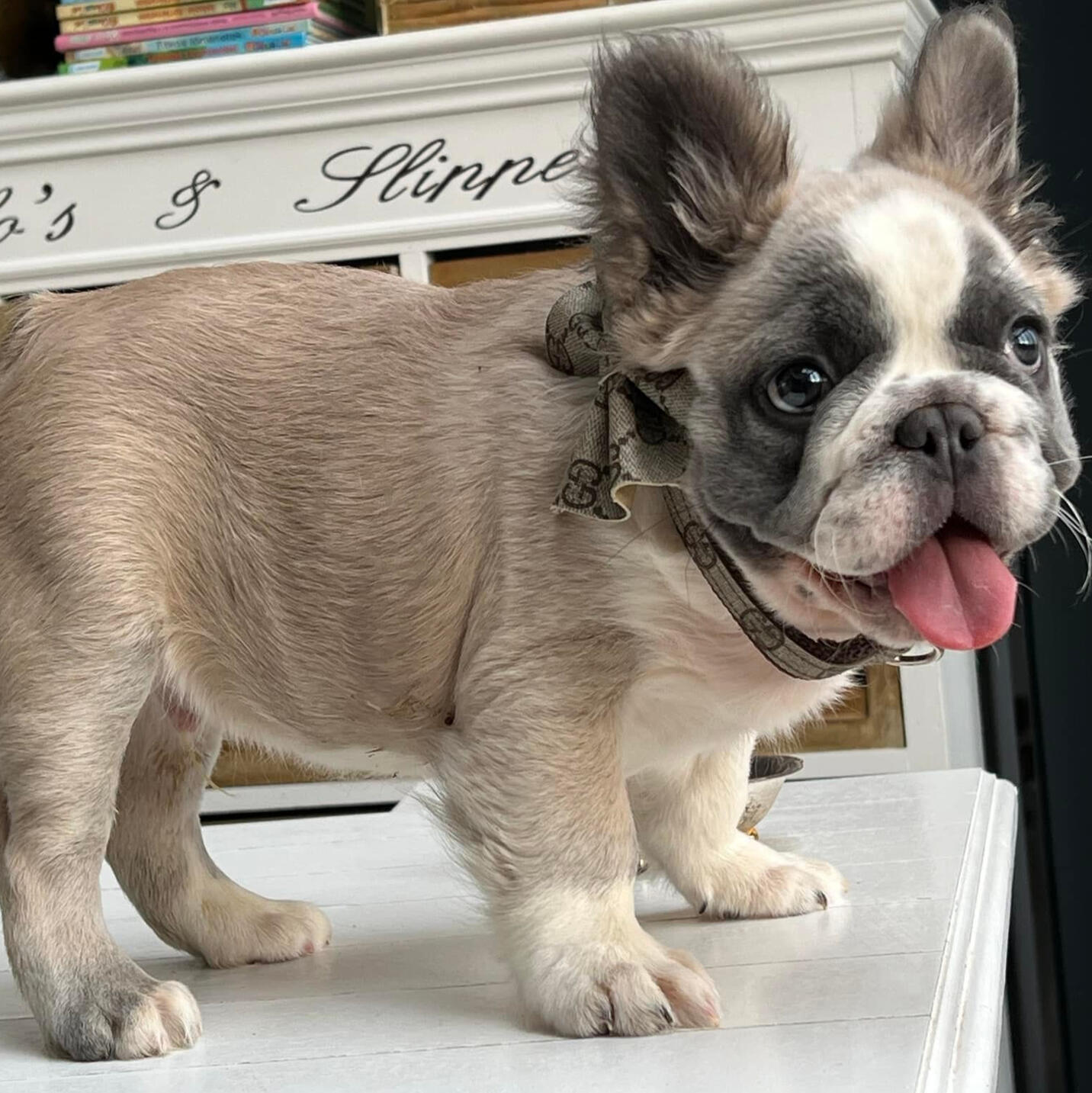 Fluffy french bulldog puppy