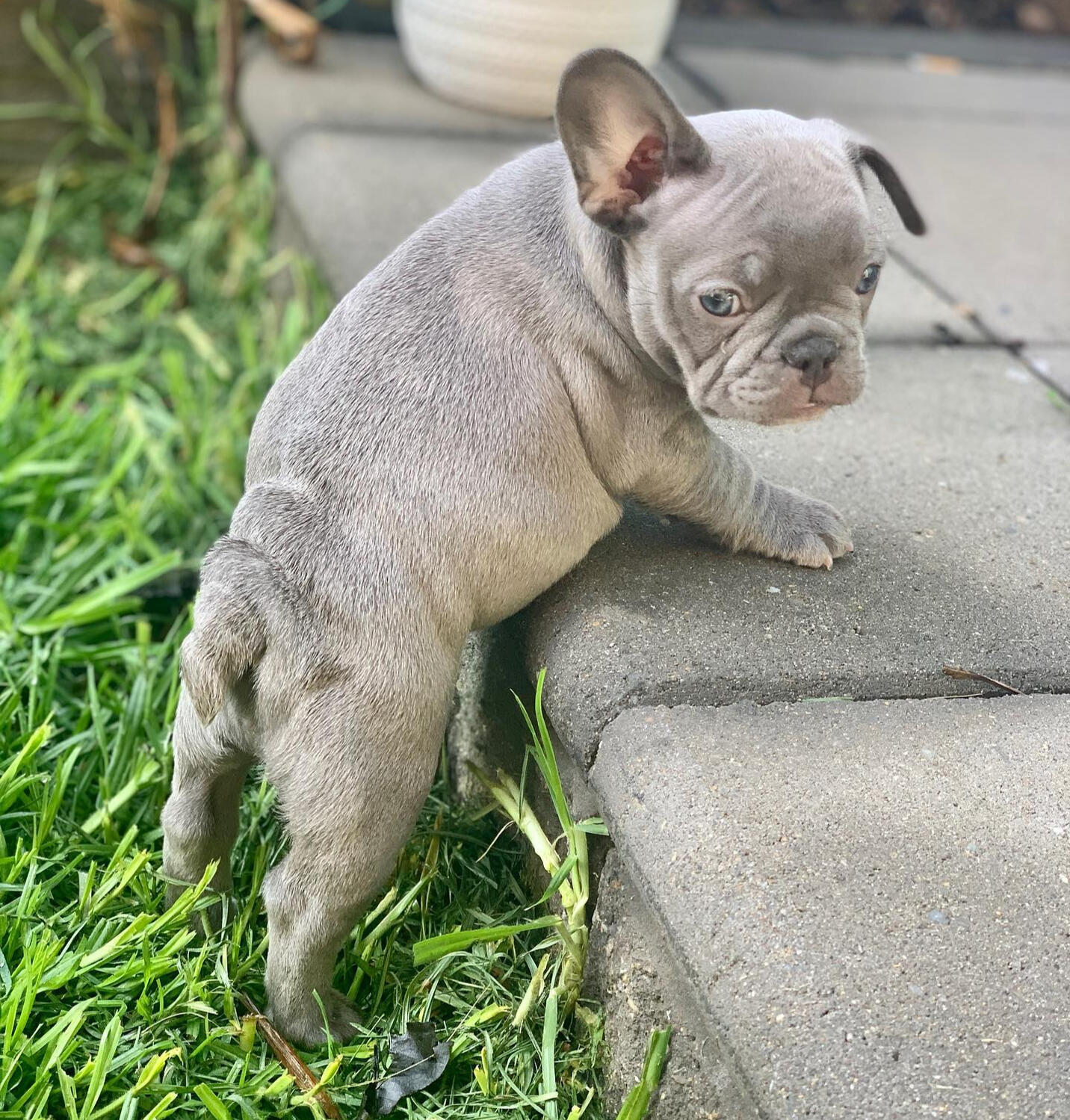 teacup french bulldog puppies for sale