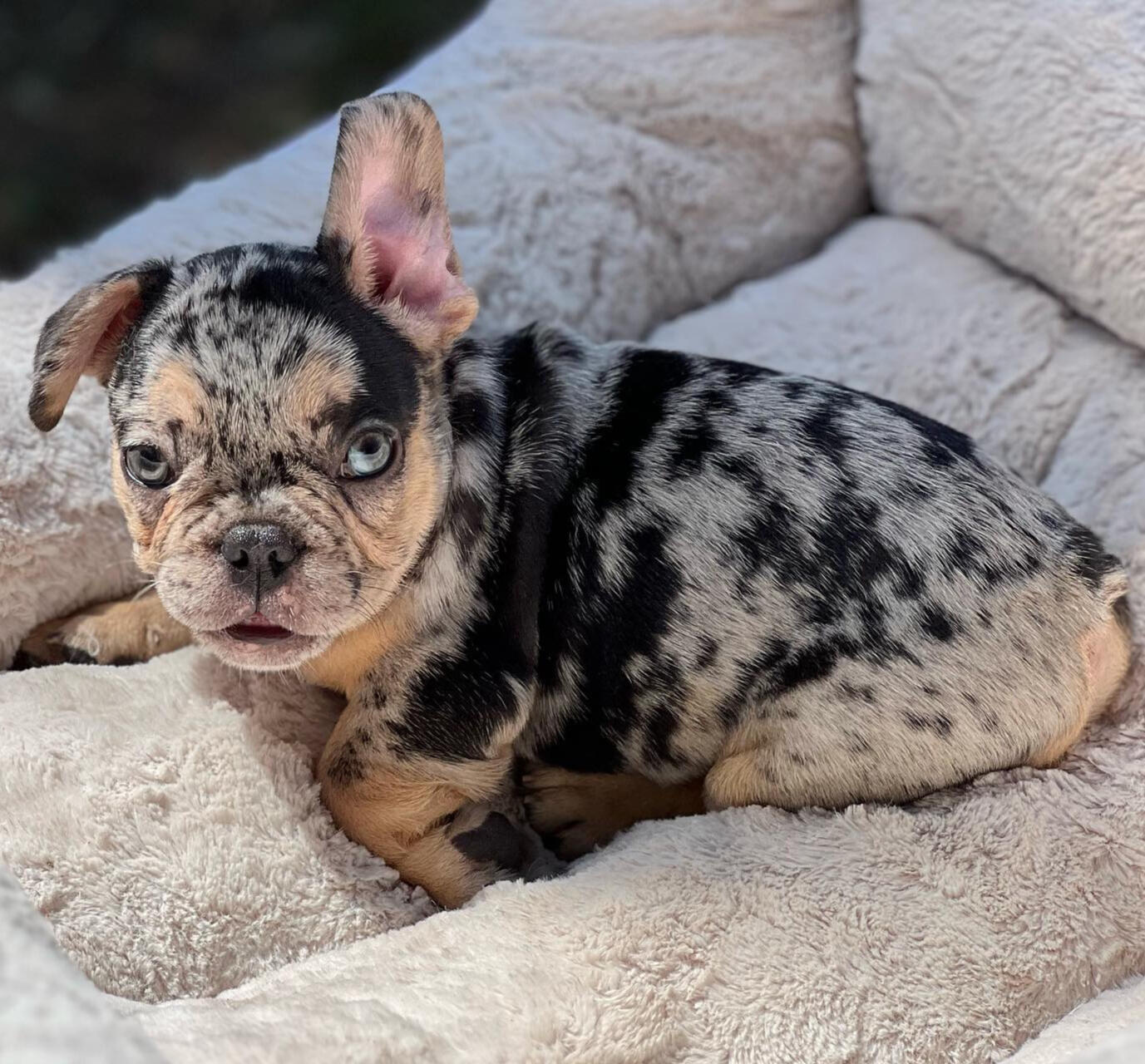 Blue eye french bulldog