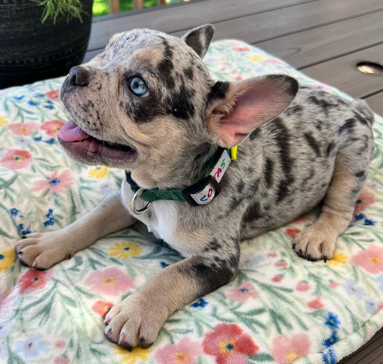 Black Merle Frenchie