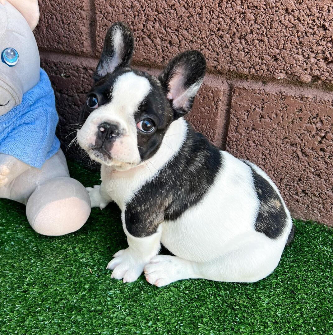 white brindle french bulldog